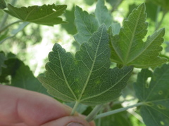 Malacothamnus fasciculatus nuttallii