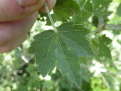 Malacothamnus fasciculatus nuttallii