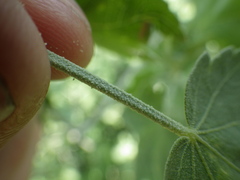 Malacothamnus fasciculatus nuttallii
