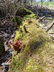 Gyromitra korfii