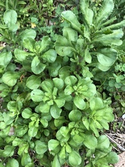 Coleostephus myconis