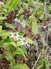Passiflora alnifolia