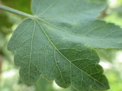 Malacothamnus fasciculatus nuttallii