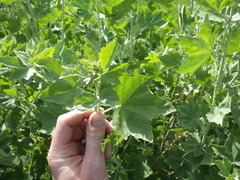 Malacothamnus fasciculatus nuttallii