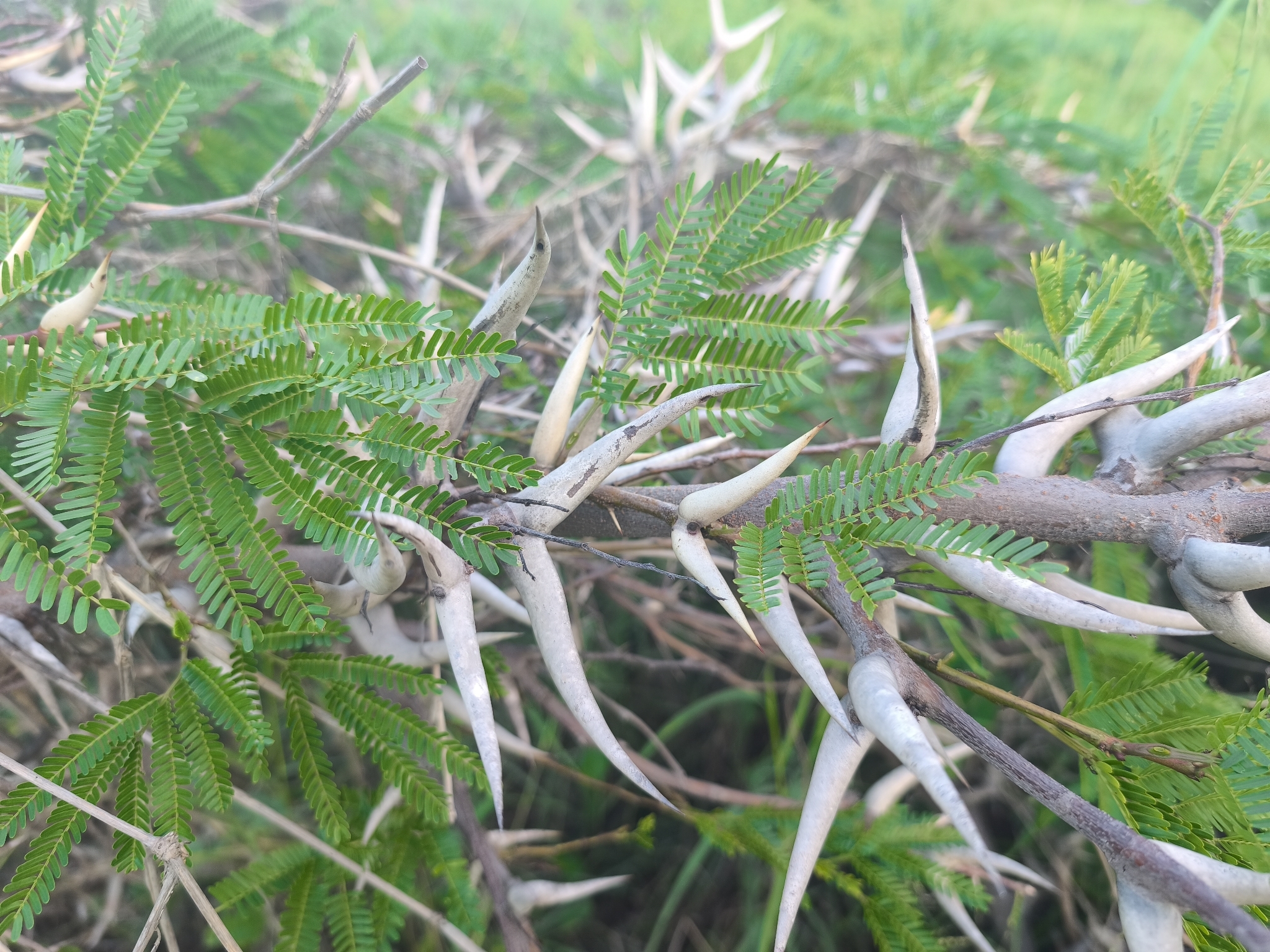Vachellia sphaerocephala
