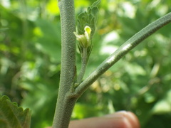 Malacothamnus fasciculatus nuttallii