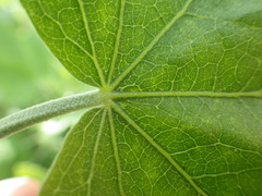 Malacothamnus fasciculatus nuttallii