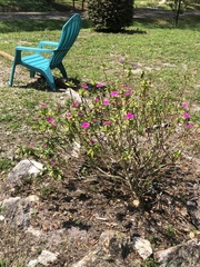 Catharanthus roseus image