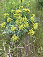 Lomatium californicum
