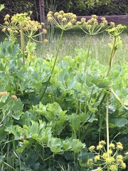Lomatium californicum