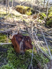 Gyromitra korfii