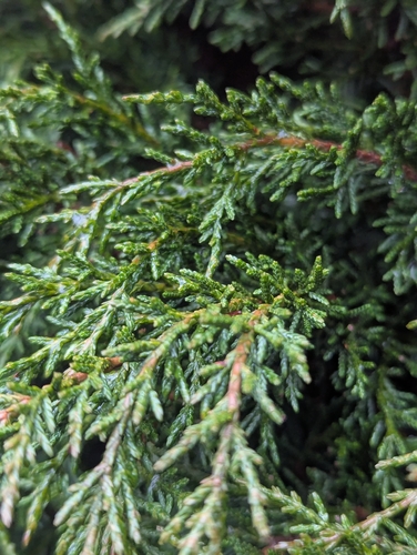 Diselma archeri, 2026-06-09