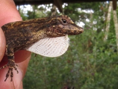 Anolis laeviventris