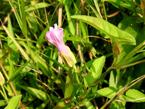 Ipomoea fimbriosepala observed 2026-05-10