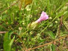Ipomoea fimbriosepala, photograph (c) Alexis López Hernández, some rights reserved (CC BY)