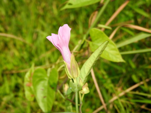 Ipomoea fimbriosepala observed 2026-05-10