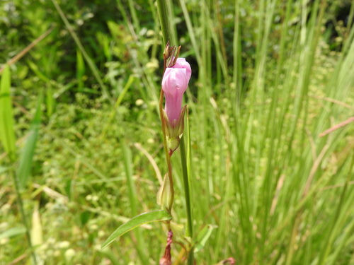 Ipomoea fimbriosepala observed 2026-05-10