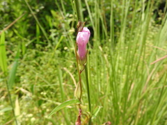 Ipomoea fimbriosepala