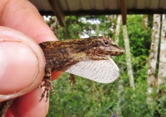 Anolis laeviventris