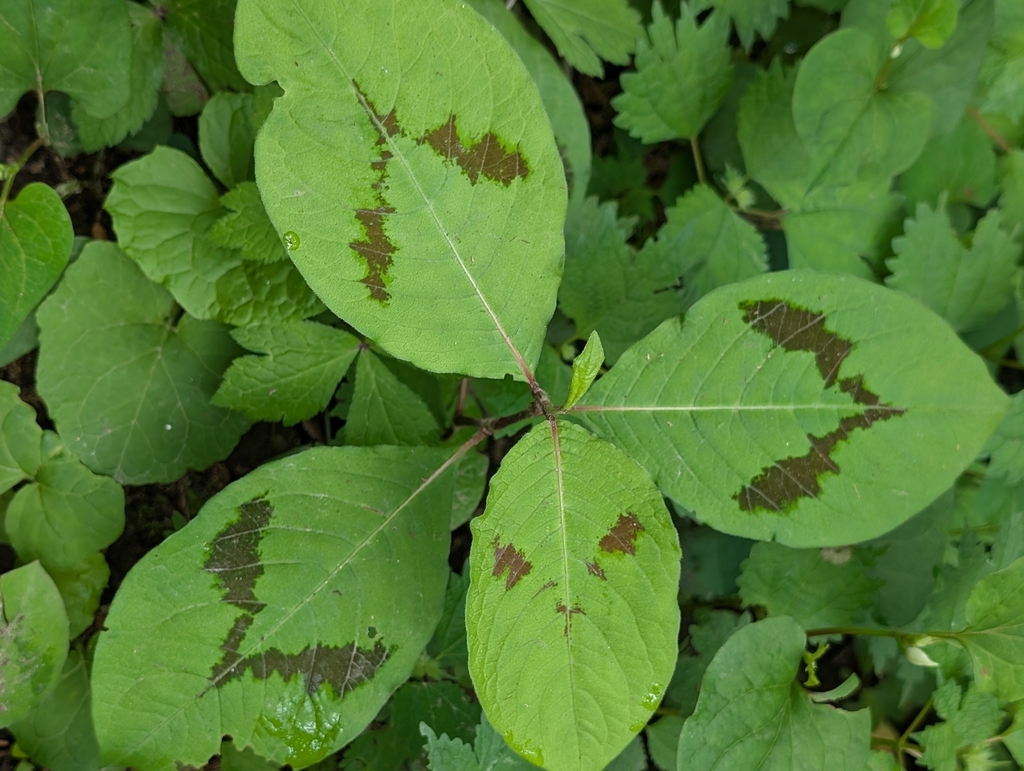 Asian jumpseed