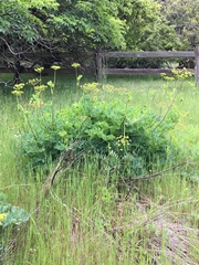 Lomatium californicum