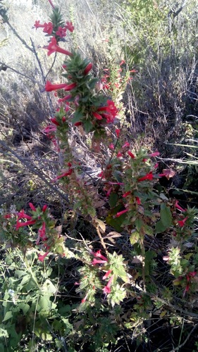 Loeselia mexicana, photograph 1