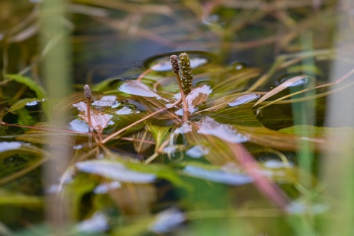 Fen Pondweed