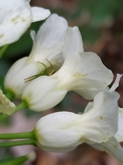Cardamine kitaibelii