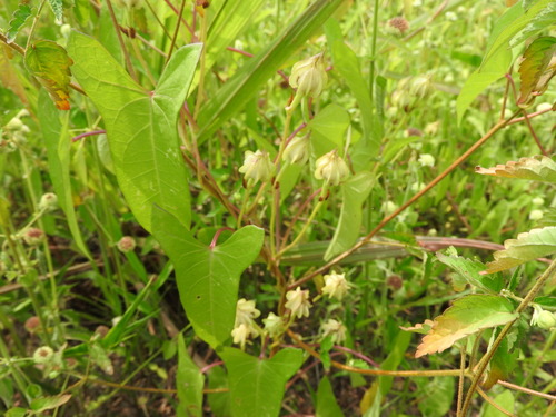 Ipomoea fimbriosepala, photograph 3