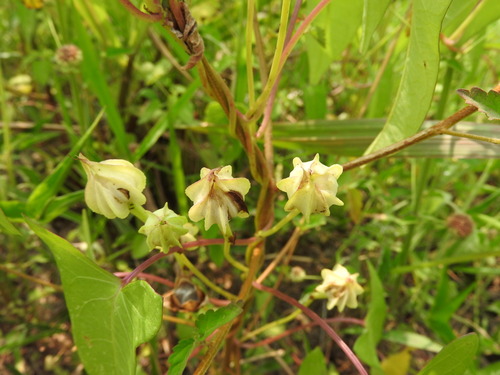 Ipomoea fimbriosepala, photograph 4
