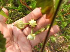 Ipomoea fimbriosepala, photograph (c) Alexis López Hernández, some rights reserved (CC BY)