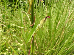 Ipomoea fimbriosepala, photograph (c) Alexis López Hernández, some rights reserved (CC BY)