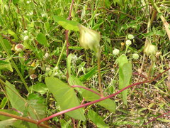 Ipomoea fimbriosepala, photograph (c) Alexis López Hernández, some rights reserved (CC BY)