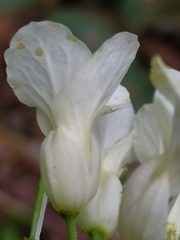 Cardamine kitaibelii