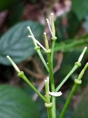 Cardamine kitaibelii