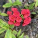 Crown-of-Thorns - Photo (c) asheehy, some rights reserved (CC BY-NC)