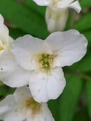 Cardamine kitaibelii