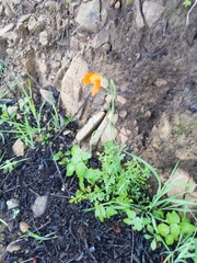 Papaver californicum
