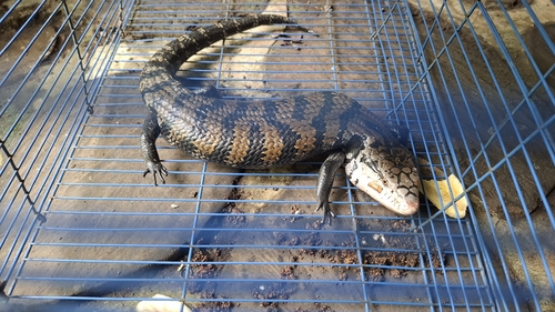Tiliqua gigas observed 2026-06-10