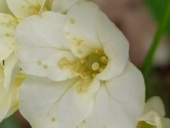 Cardamine kitaibelii