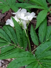 Cardamine kitaibelii