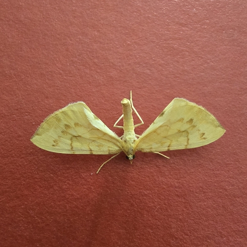 Barred Straw