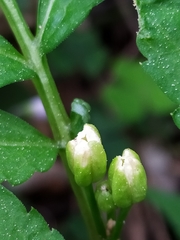 Cardamine kitaibelii