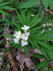 Cardamine kitaibelii