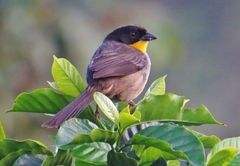 Atlapetes albinucha