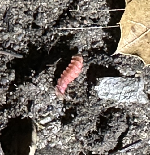 iNaturalist observation photo of California Pink Glowworm