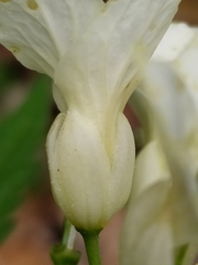 Cardamine kitaibelii