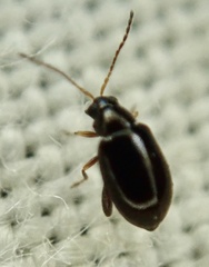 Aphthona