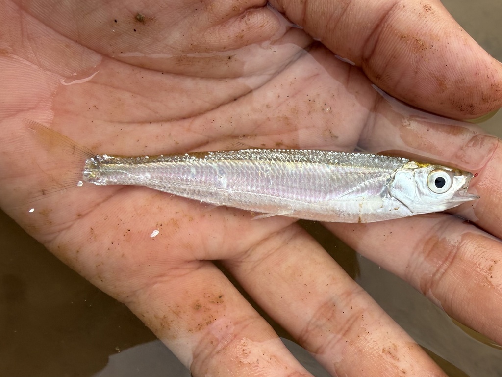Sharpbelly (Pseudolaubuca sinensis) — Cyprinidae