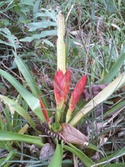 Tillandsia multicaulis